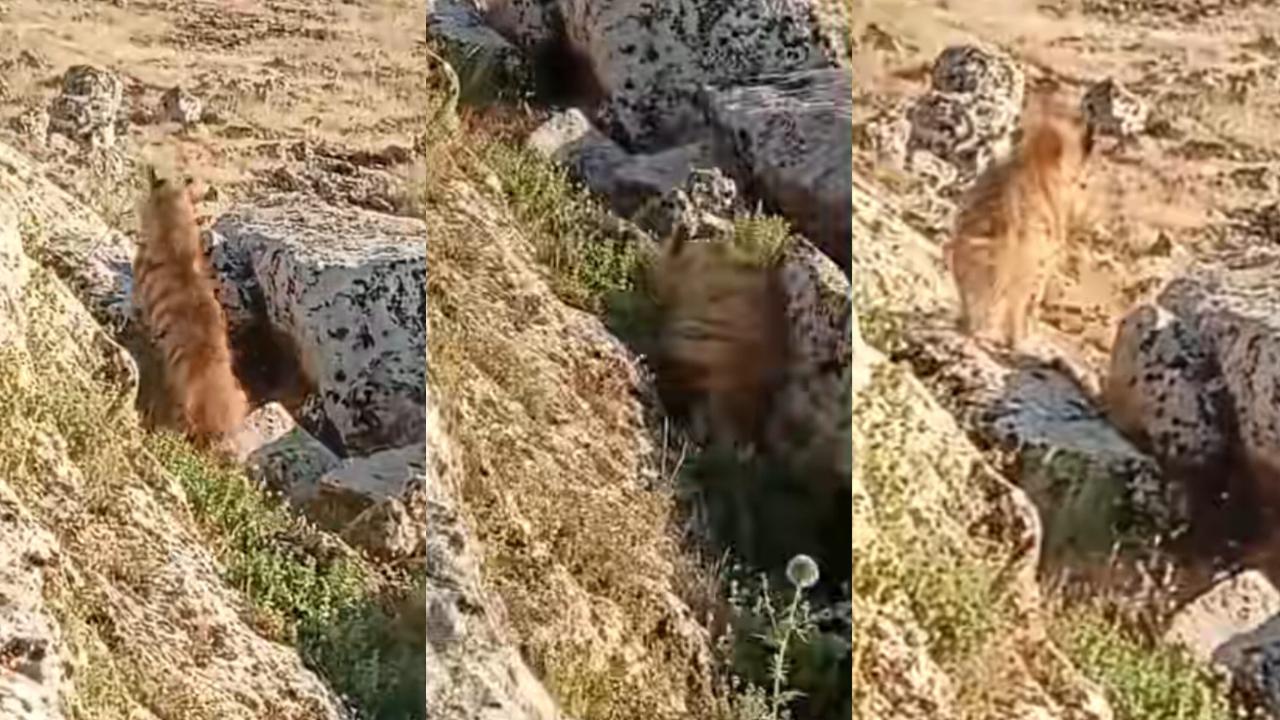 Bozova’da Koruma Altındaki Çizgili Sırtlan Kamerada
