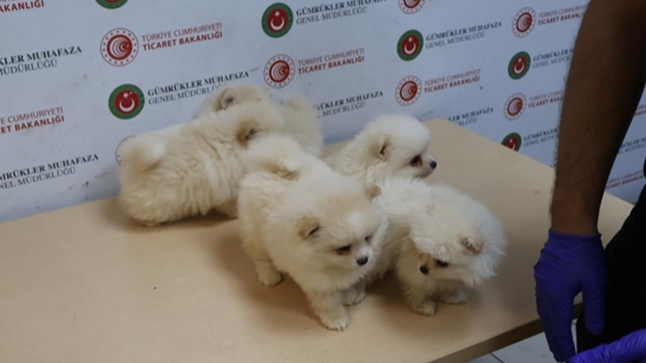 Canlı Hayvan Kaçakçılığı: 6 Pomeranian Yavrusu Ele Geçirildi