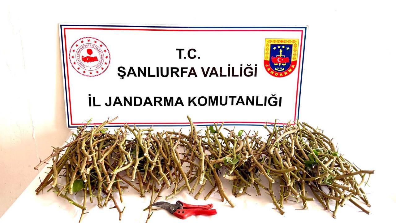 Ceylanpınar'da Fıstık Bahçesinde Suçüstü: 3 Şüpheli Yakalandı