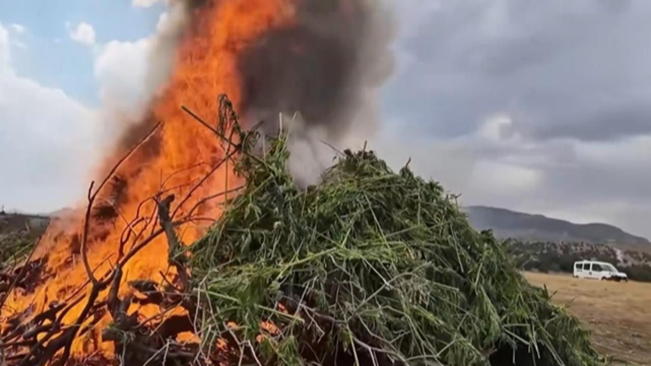 Dev Operasyon: 1 Milyon 755 Bin Kök Kenevir Ele Geçirildi