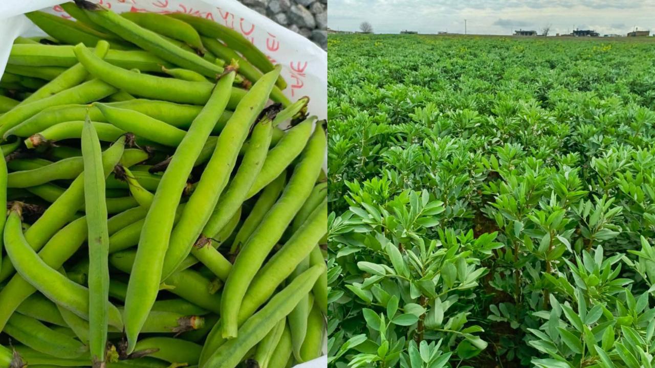 Harran’da Bakla Hasadı: Çiftçiler Alternatif Ürüne Yöneldi