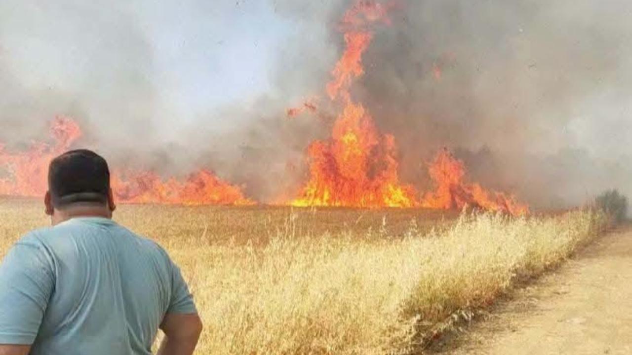 Harran’da Tarlada Yangın: Onlarca Dönüm Ekili Alan Yandı