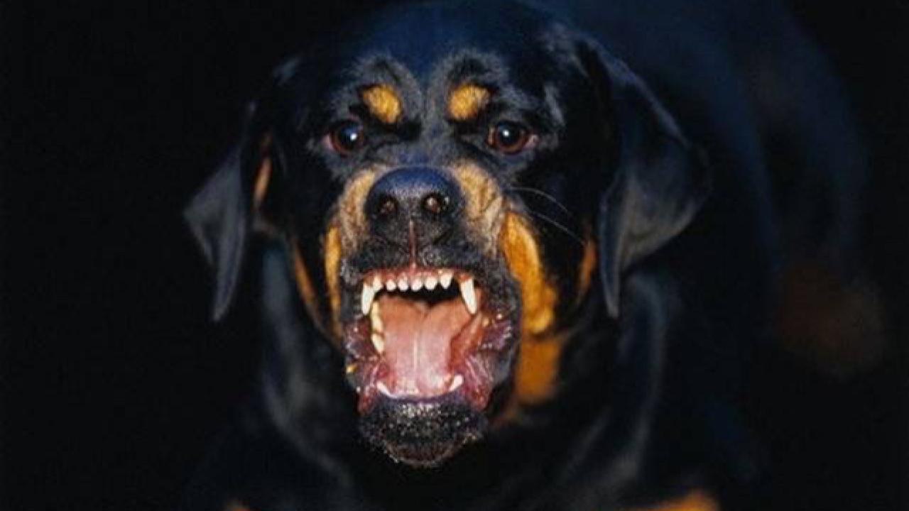 İçişleri Bakanlığı: Viranşehir’deki Sahipsiz Köpek Saldırısıyla İlgili Müfettiş Görevlendirildi