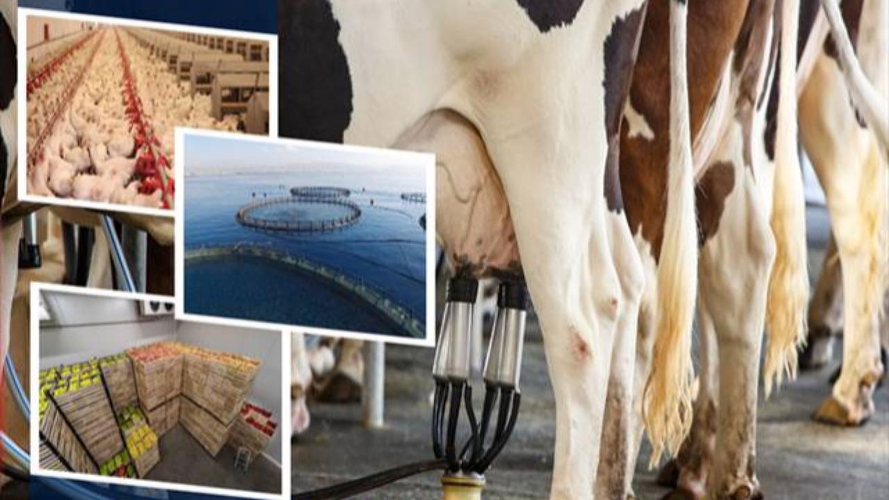 IPARD III Kapsamında 11. Başvuru Çağrı İlanı Açıklandı