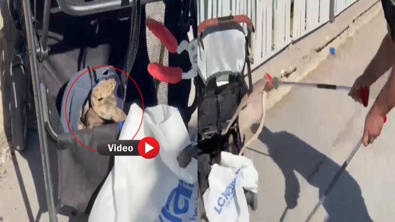 Karaköprü'de Bebek Arabasına Düşen Yılan Korkuttu