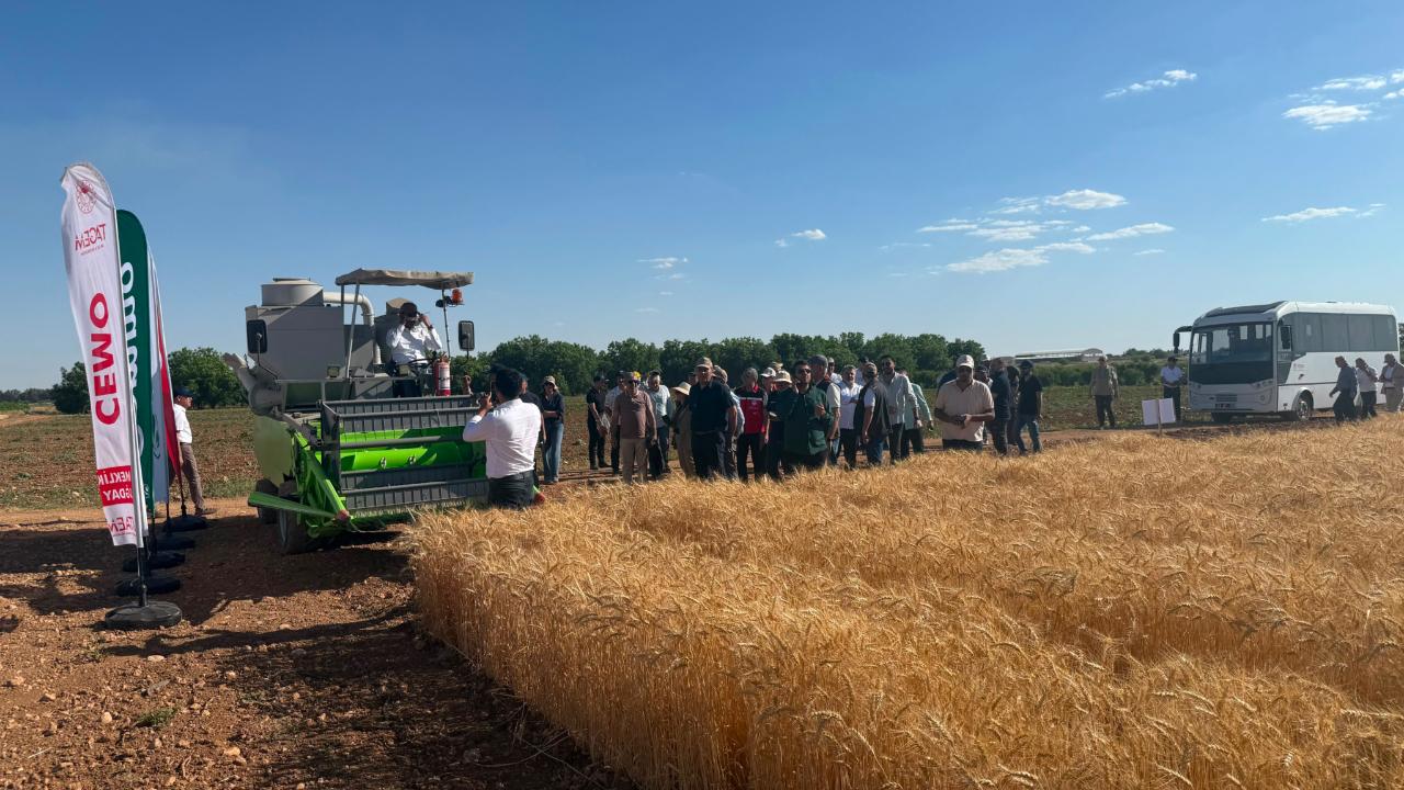 Şanlıurfa’da Yerli Buğday CEMMO’nun İlk Hasadı