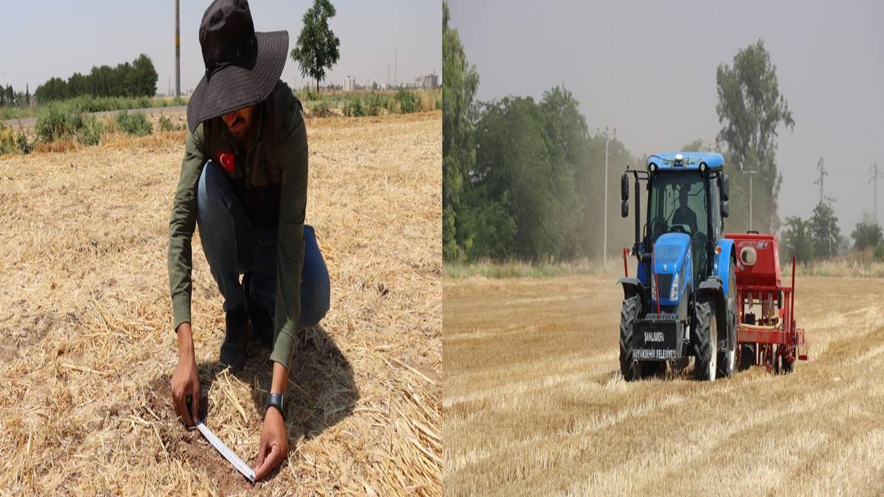 Şanlıurfa’da Anıza Doğrudan Ekim Çalışmaları Genişletildi