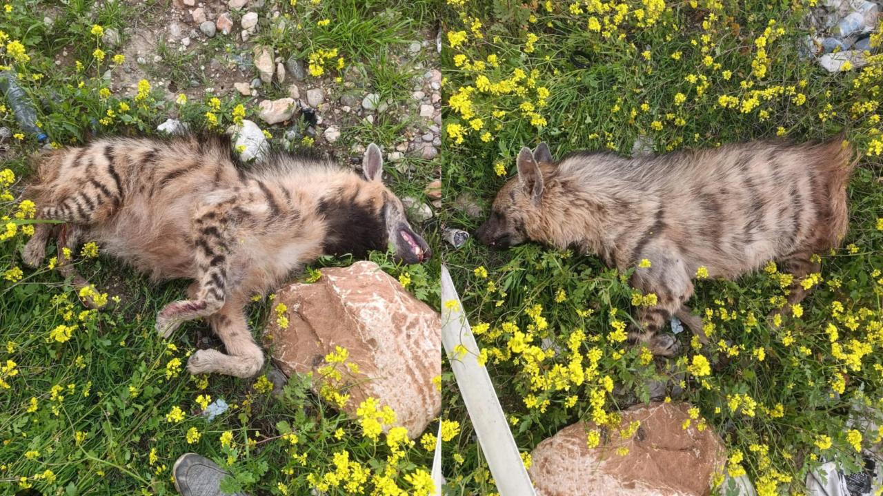 Şanlıurfa’da Bir Çizgili Sırtlan Telef Oldu