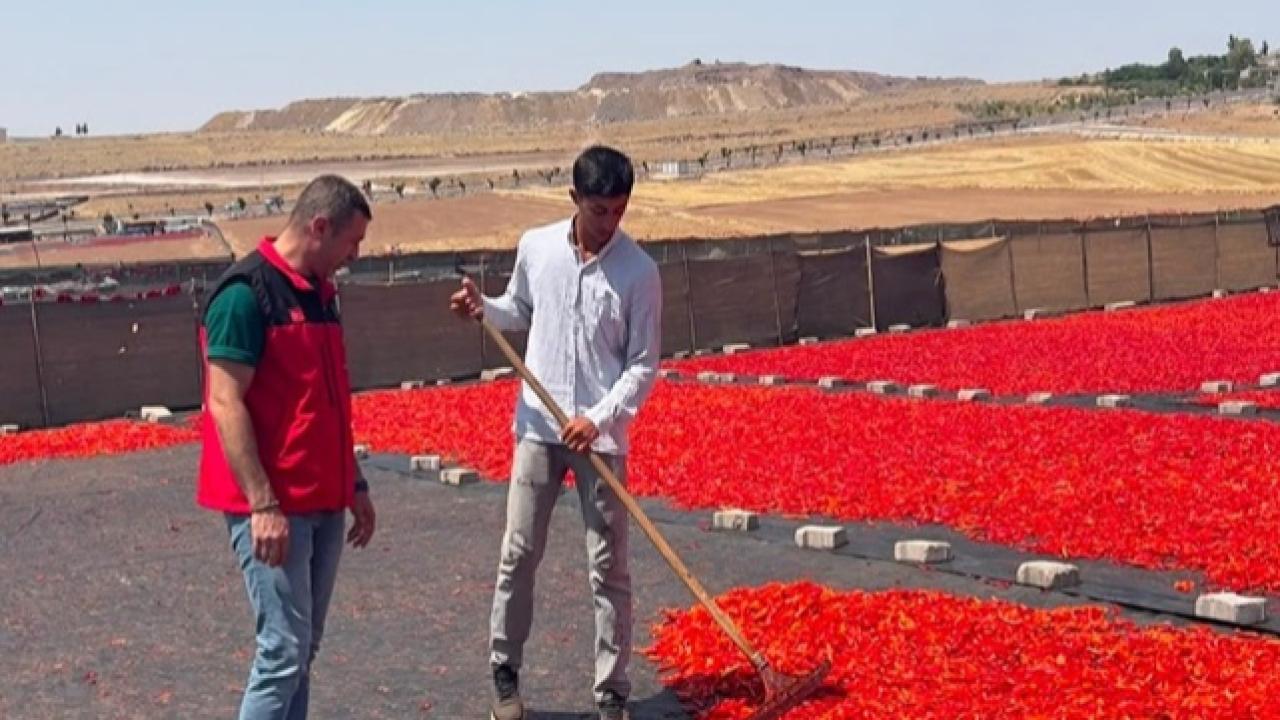 Şanlıurfa’da İsot Sezonu Başladı! Üreticilere Bilgilendirme