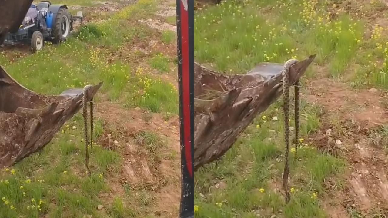 Şanlıurfa’da Kepçeye Takılan Yılan Şaşkınlık Yarattı
