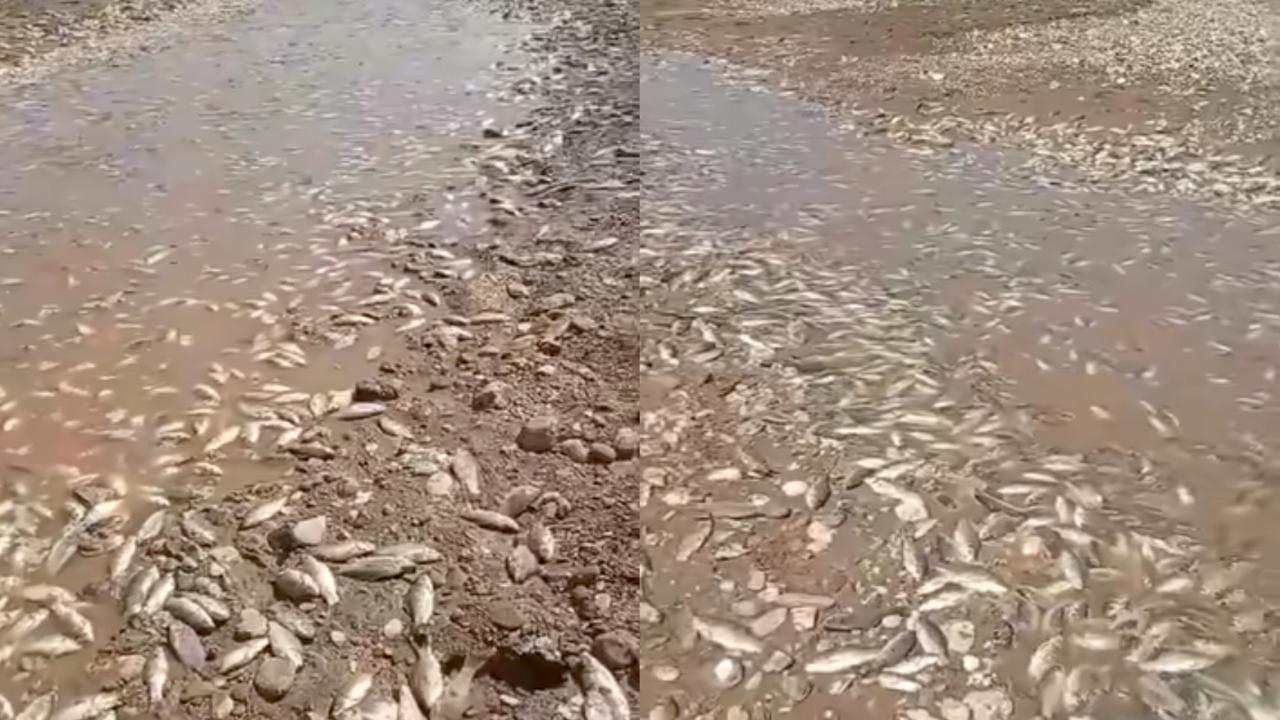 Sular Çekildi, Binlerce Balık Telef Oldu