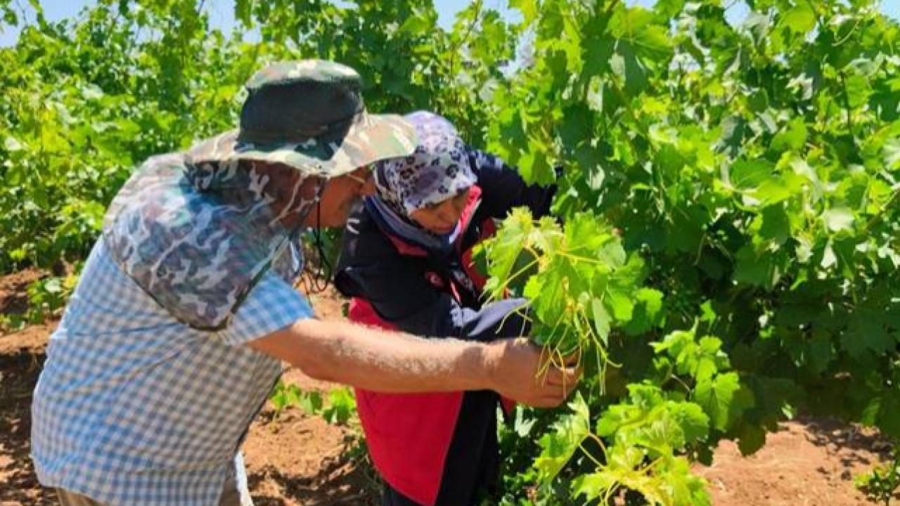 Urfa’da Bağ, Zeytin ve Fıstık Bahçelerinde Teknik İnceleme