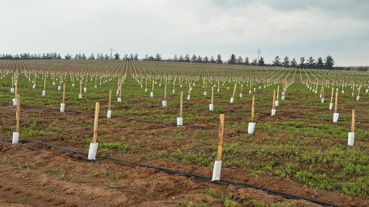 Urfa’da Dev Tarım Yatırımı: 125 Bin Zeytin Fidanı Dikildi