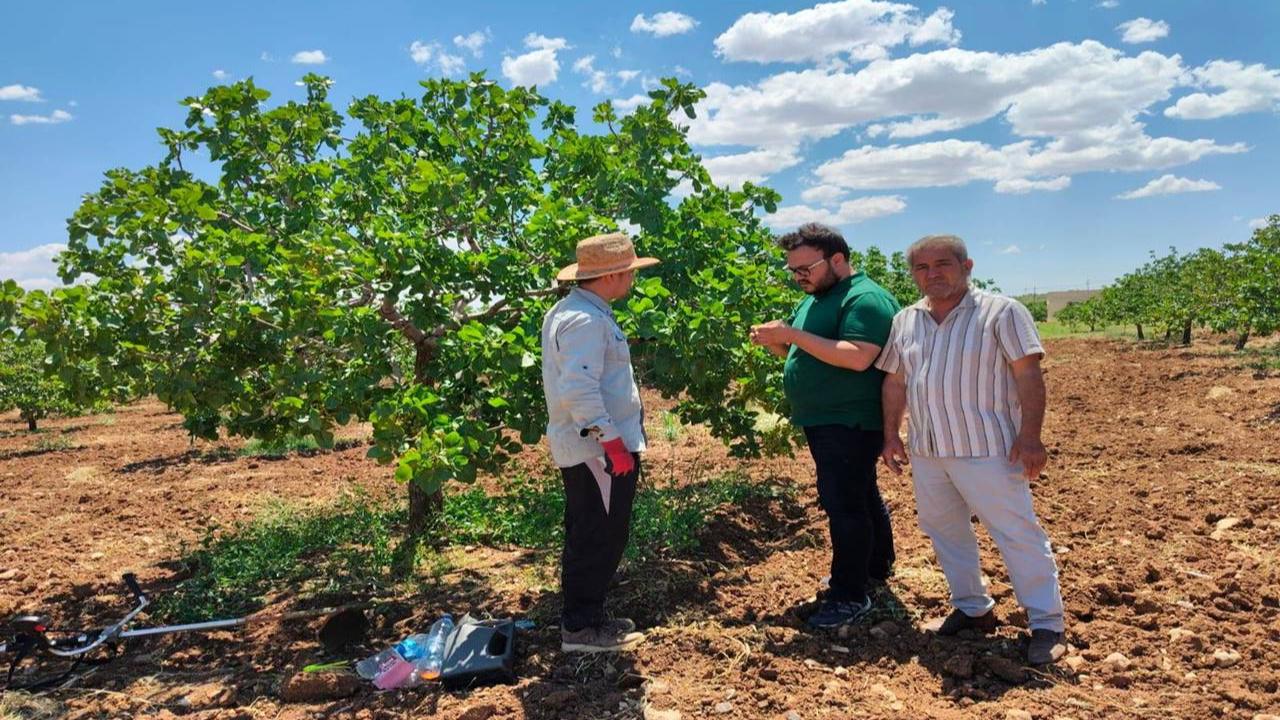 Urfa’da Tarım Ekipleri Sahada: Fıstık Ağaçlarında Kuruma Başladı