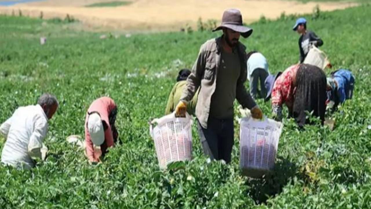 Urfa’da Tarım İşçilerinin Yevmiye Ve Çalışma Koşulları Belirlendi