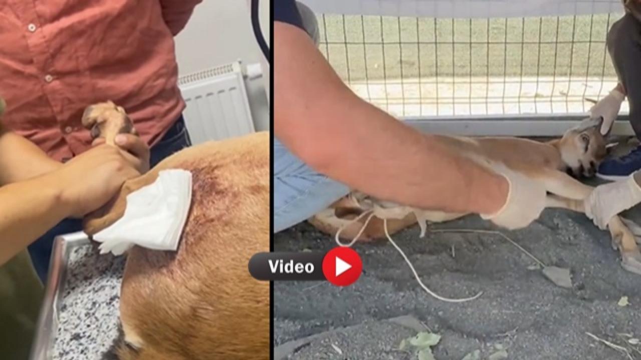 Yasa Dışı Avcılığa 1 Milyon 276 Bin TL Ceza!