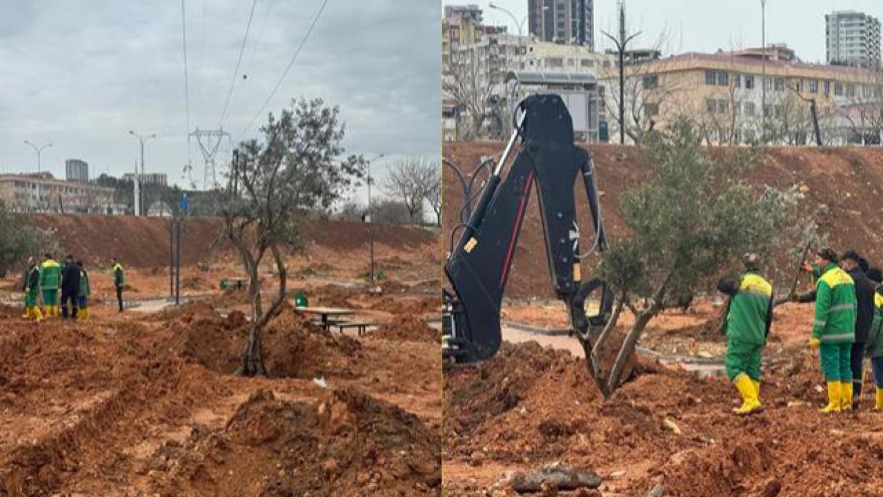 Yolda Kalan Zeytin Ağaçları Parklara Hayat Oluyor